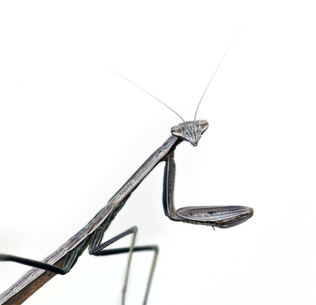 Praying Mantis on whiteの写真素材