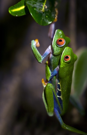 Mating Red-Eyed Tree Frogsの写真素材