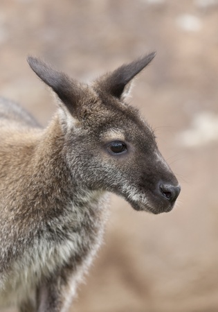 Wallabyの写真素材