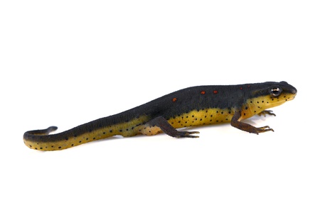 Eastern newt on whiteの写真素材