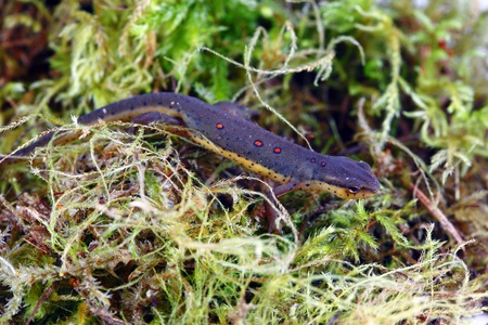 Eastern newt in mossの写真素材