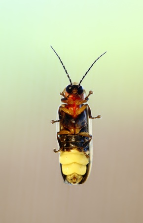 Firefly macroの写真素材