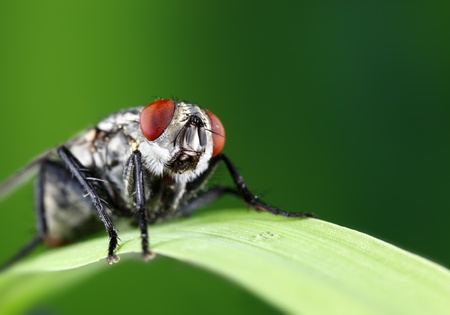 Housefly on a blade of grass.