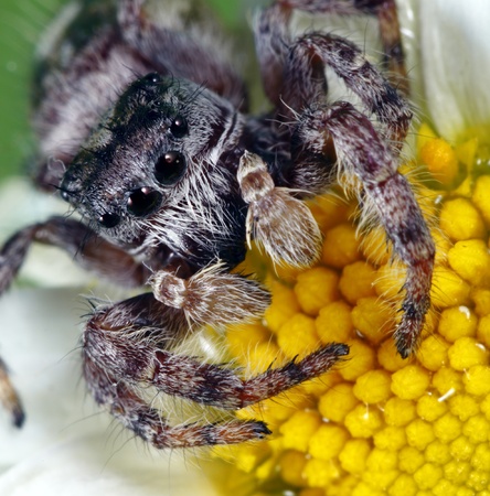 Jumping spider on a flower.の写真素材