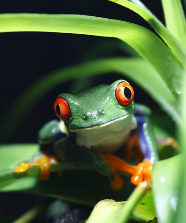 Red-Eyed Tree Frogの写真素材