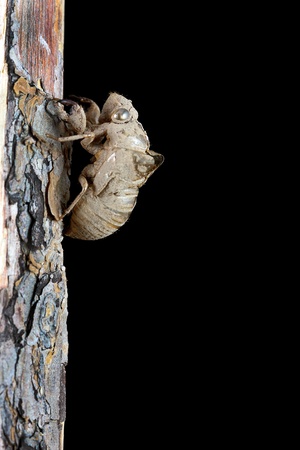 Cicada shell on a tree at night.の写真素材