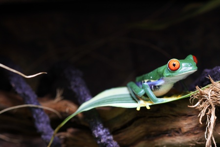 Red-Eyed Tree Frogの写真素材