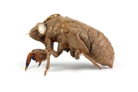 Cicada shell on white