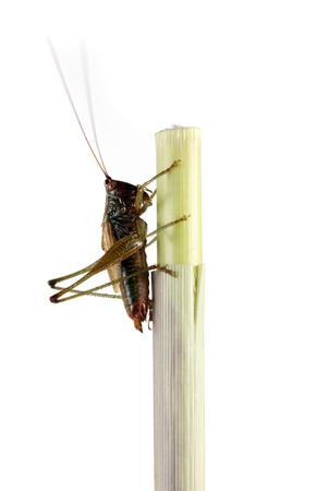 grasshopperの写真素材