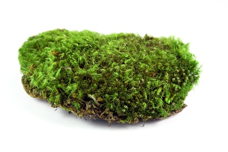Green moss patchの写真素材