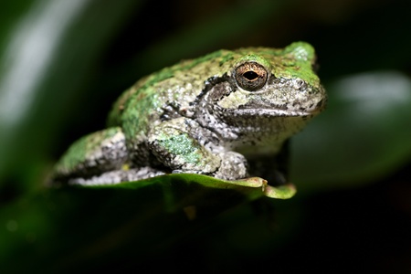 Gray Tree Frog
