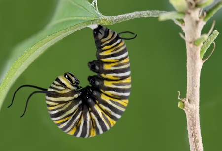 Monarch Butterfly Caterpillar