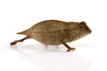 Pygmy leaf chameleonの写真素材