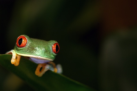 Red-Eyed Tree Frog