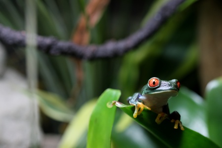 Red-Eyed Tree Frogの写真素材