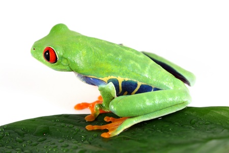 Red-Eyed Tree Frogの写真素材