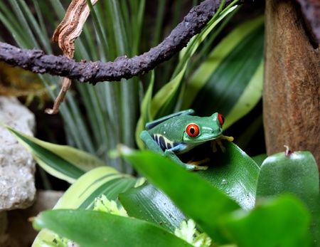 Red-Eyed Tree Frogの写真素材