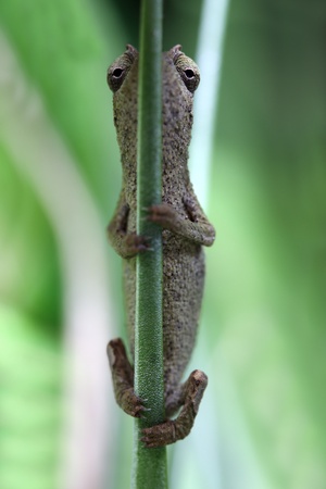 Pygmy leaf chameleonの写真素材