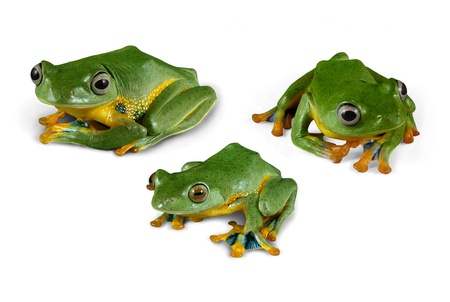 Wallace Flying Tree Frogs