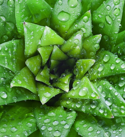 Fresh Dew Dropsの写真素材