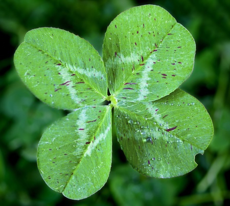 Four Leaf Clover