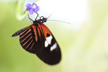 A macro shot of a Small Postman Butterfly (Heliconius erato reductimaculata) on a leaf with lots of...