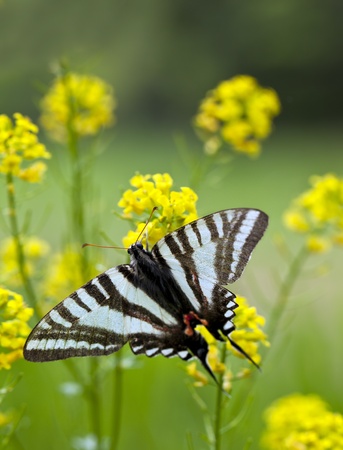 A close up shot of a Zebra Swallowtail Butterfly (Protographium marcellus) on some yellow flowers.の写真素材