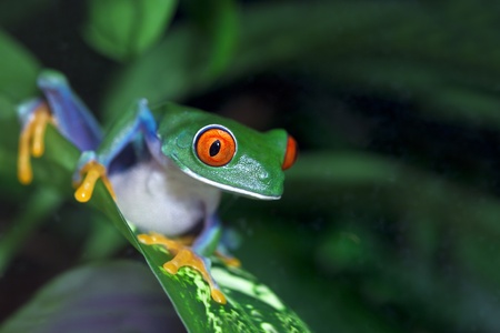 Red Eyed Tree Frog (Agalychnis callidryas) in the rainforest.の写真素材