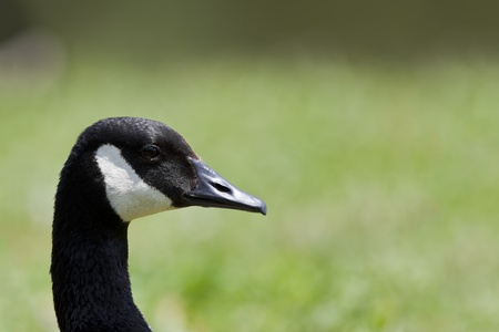 Canada Goose close up (Branta canadensis).の写真素材