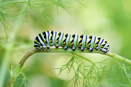 Black Swallowtail Butterfly Caterpillar (Papilio polyxenes)の写真素材