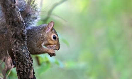 Eastern Gray Squirrel (Sciurus carolinensis) eating from a branch in a tree.の写真素材