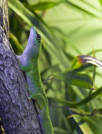 Day Gecko (Phelsuma) on the base of a tree.
