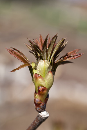Red Buckeye Tree Budの写真素材