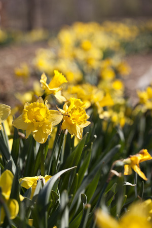 Row of yellow Daffodil flowers in the spring time の写真素材