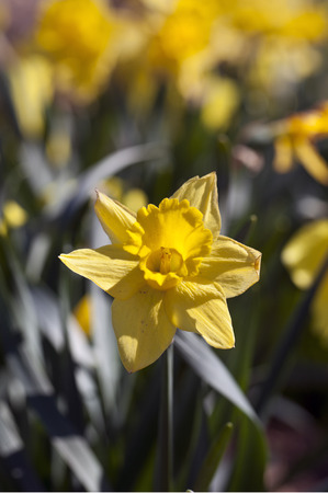 Yellow Daffodil flowers in the spring time の写真素材