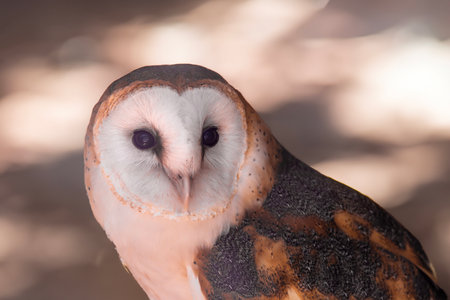 Closeup portrait of a Barn Owl (tyto alba).の写真素材