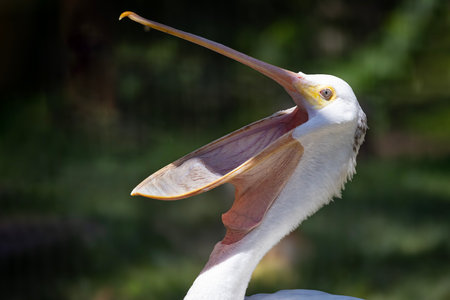 Closeup portrait on an American White Pelican (Pelecanus erythrorhynchos) with its mouth open.の写真素材