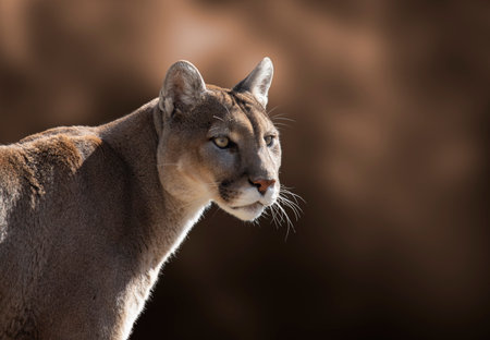 A closeup portrait of a cougar.の写真素材