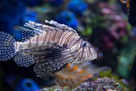 Closeup of a Lionfish (Pterois volitans) swimming in an aquarium.の写真素材