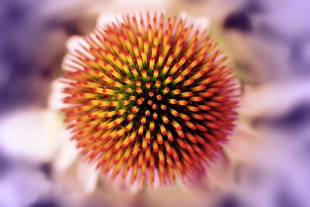 Come closer, i will sting you.の写真素材