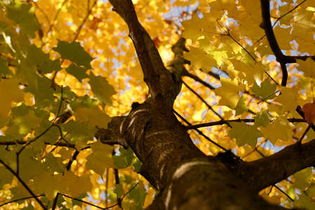 broad-leafed tree in the autumnの写真素材