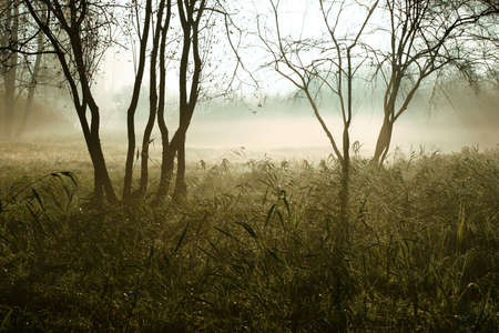Early in the morning in the moorlandの写真素材