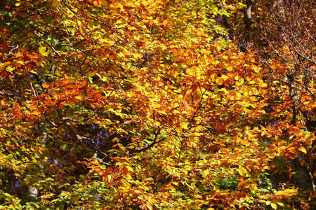 broad-leafed tree in the autumnの写真素材