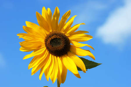Sunflower in evening sunlightの写真素材