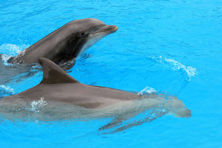 Swimming Dolphinsの写真素材