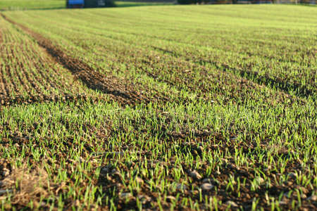 Cornfield in springの写真素材