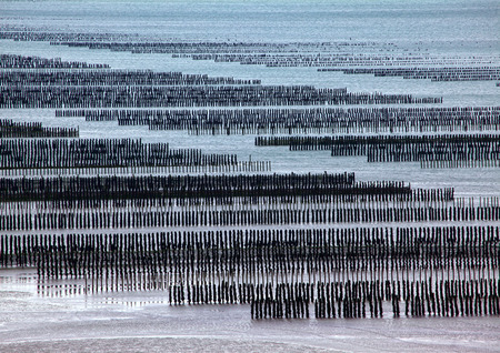 Oyster Banks in Cancale, Brittany, Franceの写真素材