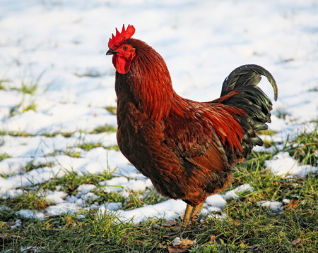 Proud Rooster in the Snowの写真素材
