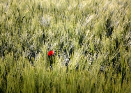 Fresh green wheat field in the morning sunshine with dew on the leaves shimmering like diamondsの写真素材