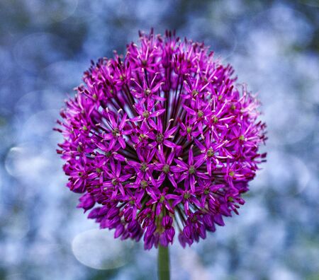 Beautiful view of purple allium flowers closeup in the natural perennial cottage garden.